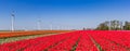 Panorama of red tulip fields and wind turbines in Noordoostpolder Royalty Free Stock Photo