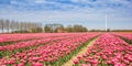 Panorama of a red and white tulips field with windmill in Noordoostpolder Royalty Free Stock Photo