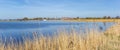 Panorama of reed at the lake of Galamadammen Royalty Free Stock Photo