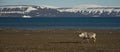 Panorama of reindeer and ship in Arctic