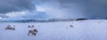 Panorama of reindeers in a winter landscape Royalty Free Stock Photo