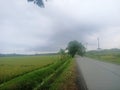 PANORAMA Rice Field