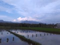 Panorama rice field in the Lombok village