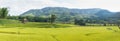 Panorama rice field and mountain.