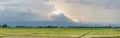 Panorama rice plant farmers planting rice.