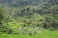 Panorama rice terraces