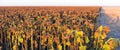 Panorama of the ripe sunflowers field at frosty autumn morning Royalty Free Stock Photo