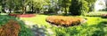 Panorama of the road in the park between the flower beds with hosta and coleus, lined with round cut trees on a sunny summer day