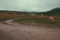 Panorama road after rains in Mountain Foggy Carpathian Mountains peaks on a foggy autumn morning. Bucegi Mountains, Romania Europe Royalty Free Stock Photo