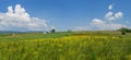 Panorama of romanian farm field with flowers Royalty Free Stock Photo