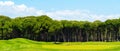 Panorama of a row of pine trees in the background and a flag above the hole and even green grass of the green of a golf Royalty Free Stock Photo