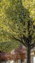 Panorama Row of white flowering trees in front of houses with landscaped yards Royalty Free Stock Photo