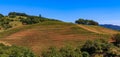 Panorama with rows of grape vines on rolling hills at a vineyard in Sonoma County, California, USA Royalty Free Stock Photo