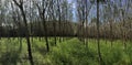 Panorama from rubber trees Royalty Free Stock Photo