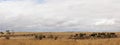 Panorama of a rural farm field with black cattle grazing on the dry grass behind a gated fence with the overcast sky strecthing Royalty Free Stock Photo