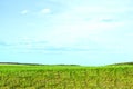 Panorama rural field and sky. Green grass. Horizon