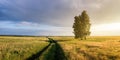 Panorama of a rural field with wheat, a lonely birch and a dirt road at sunset, Russia Royalty Free Stock Photo