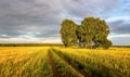 Panorama of a rural field with wheat, a lonely birch and a dirt road at sunset, Russia Royalty Free Stock Photo