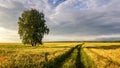 Panorama of a rural field with wheat, a lonely birch and a dirt road at sunset, Russia Royalty Free Stock Photo