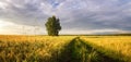 Panorama of a rural field with wheat, a lonely birch and a dirt road at sunset, Russia Royalty Free Stock Photo