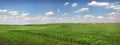 rural field of winter wheat in early spring Royalty Free Stock Photo