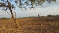 panorama of rural indian dry grassy farm land stretching out under a cloud filled sky with native trees, gujrat, india