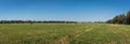Panorama. Rural landscape. Green field with yellow hay bales on a background of blue sky Royalty Free Stock Photo