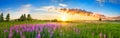 Panorama rural landscape with sunrise and blossoming meadow