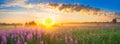 Panorama rural landscape with sunrise and blossoming meadow