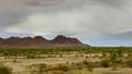 Saguaro Cactus in Arizona desert. Mountains on the eastern skyline of Arizona Royalty Free Stock Photo