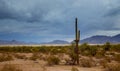 Saguaro Cactus in Arizona desert. Mountains on the eastern skyline of Phoenix, Arizona Royalty Free Stock Photo