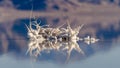 Panorama Salt crystals formed around twigs in saline water