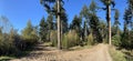 Panorama sand path through the forest at the sallandse heuvelrug