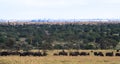 Panorama of savanna. Big herds of Africa. Landscape with buffalo. Royalty Free Stock Photo