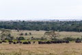 Panorama of savanna. Buffalos. Big herds of Africa. Kenya. Royalty Free Stock Photo
