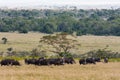 Panorama of savanna with buffalos. Big herds of Africa. Landscape with buffalo. Nakuru. Royalty Free Stock Photo