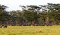 Panorama of savanna. Landscape with buffalo. Nakuru, Kenya. Royalty Free Stock Photo