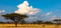 Acacia trees in the plain of Africa Royalty Free Stock Photo