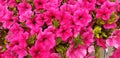 Panorama of scarlet Petunia flowers