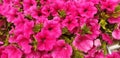 Panorama of scarlet Petunia flowers