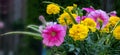 Panorama of seasons in full bloom after a summer rain, Mississauga, ON, Canada Royalty Free Stock Photo