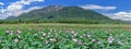Panorama Selective focus blurred lotus blooming