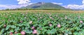 Panorama Selective focus blurred lotus blooming