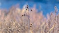 Panorama Selective focus to dried white wild flower