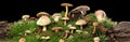 Panorama of several kinds of colorful mushrooms and fungus on green mossy log. Isolated on black