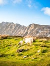 Panorama sheep beach sea view in Ireland Royalty Free Stock Photo