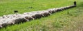 Panorama shepherd with his sheep Royalty Free Stock Photo