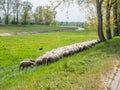 Panorama shepherd with sheep in the Spring Royalty Free Stock Photo