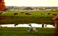 The panorama. A shepherd at sunset herding cows