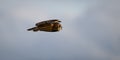 Panorama of short eared owl in level flight with yellow eye watching Royalty Free Stock Photo